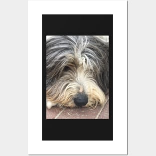 Bearded Collie Nap Time - Always got one eye open just in case! Posters and Art